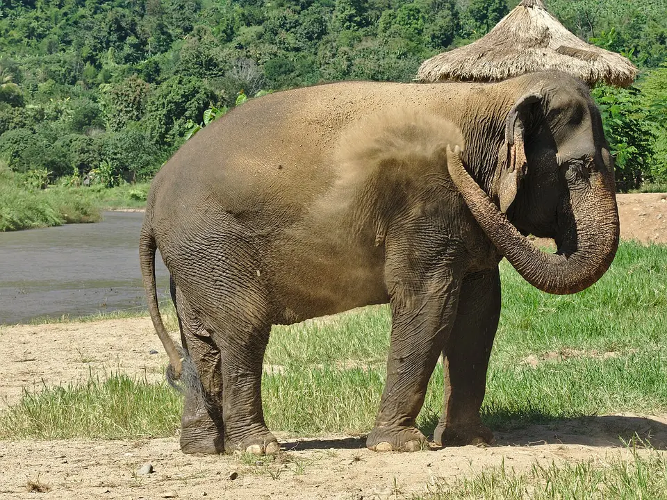 An elephant dust-bathing, Chiang Mai