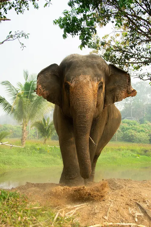 Asiatischer Elefant, Nordthailand