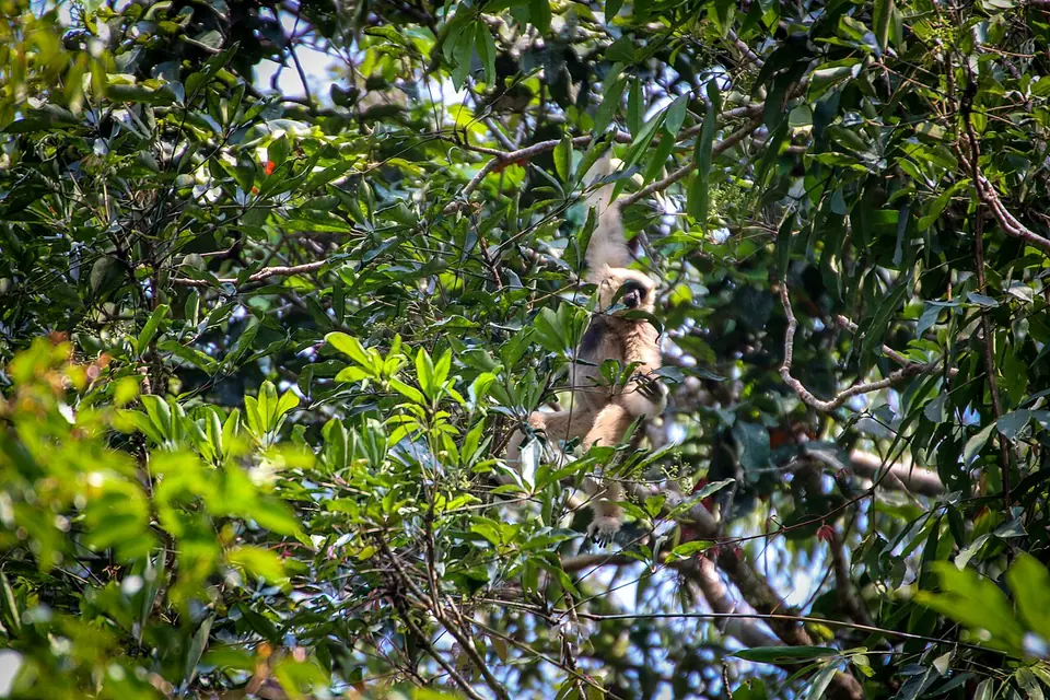 Gibbon, Khao Yai National Park