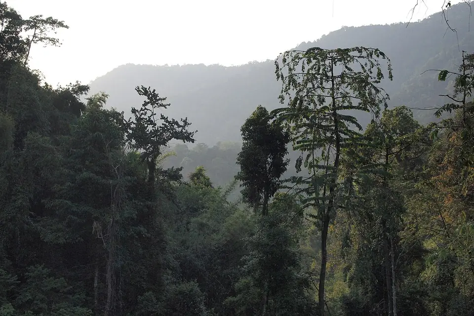 Khao Sok rainforest
