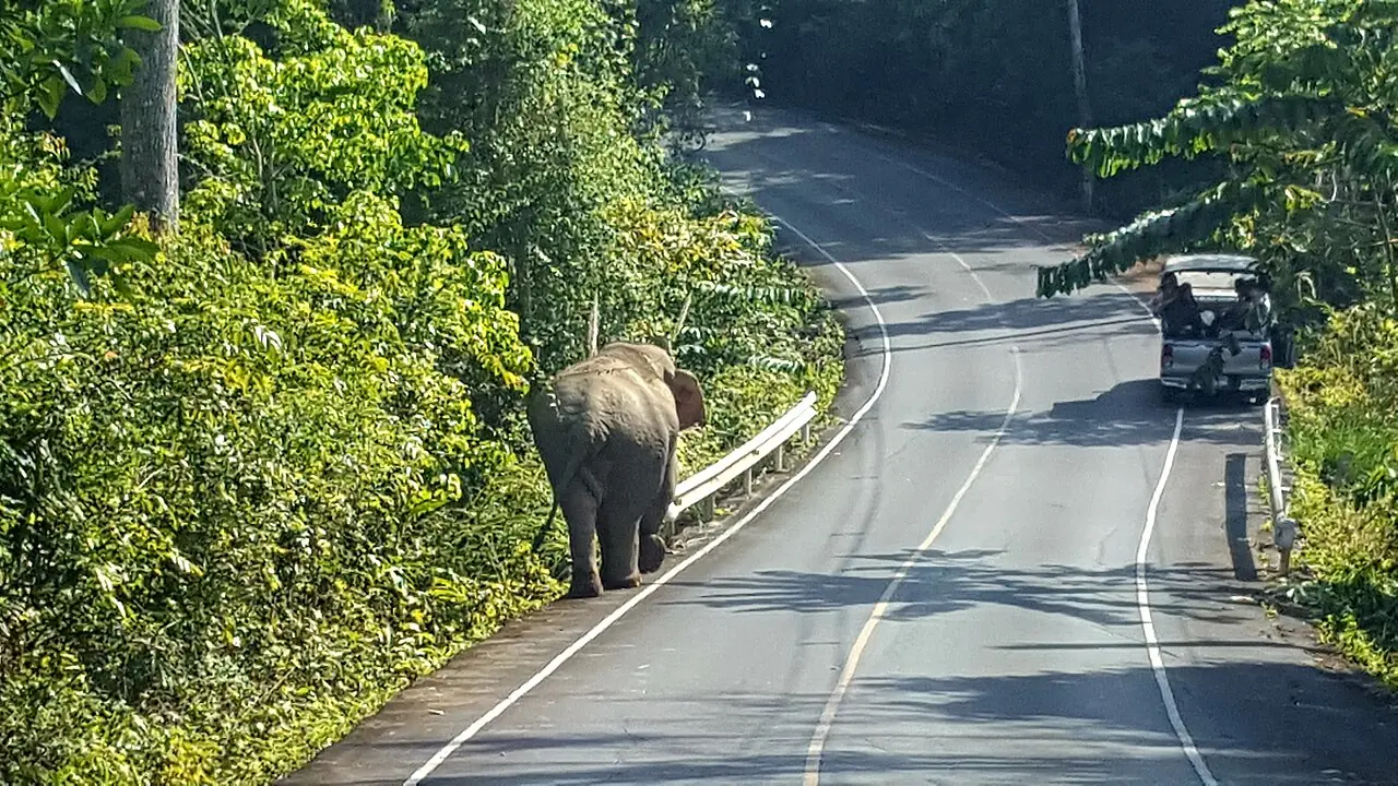 Khao Yai, Centre (2/3)