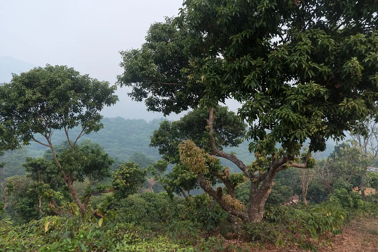 Doi Mae Salong – Chiang Rai & the Golden Triangle