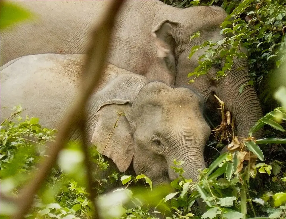 Wild Asian elephants, Khao Yai