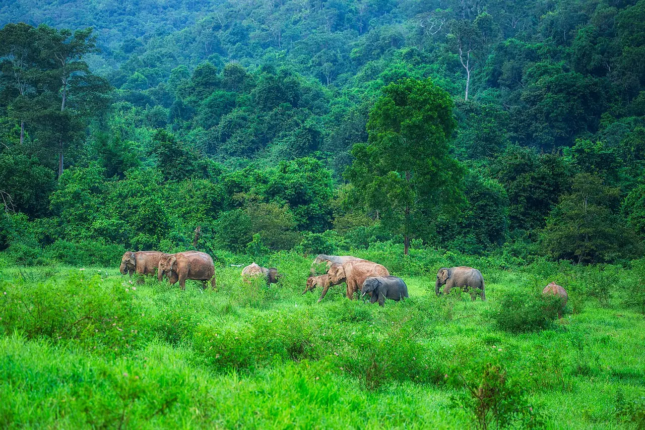 Elephant sanctuary in Thailand: how to find a truly ethical one (Wild elephants grazing in Kui Buri National Park)