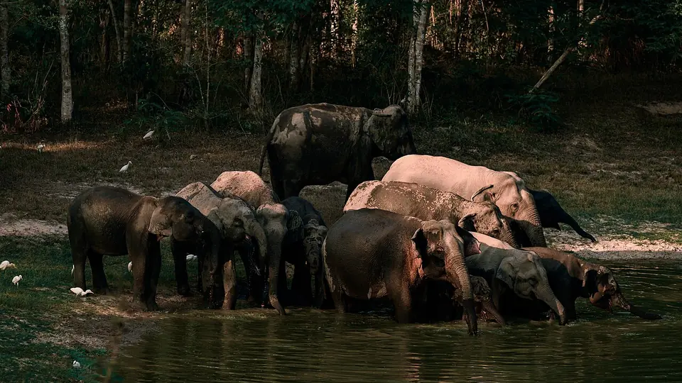 Wild elephants at a waterhole, Kui Buri